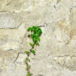 My Take on Why Real Growth Comes from Within